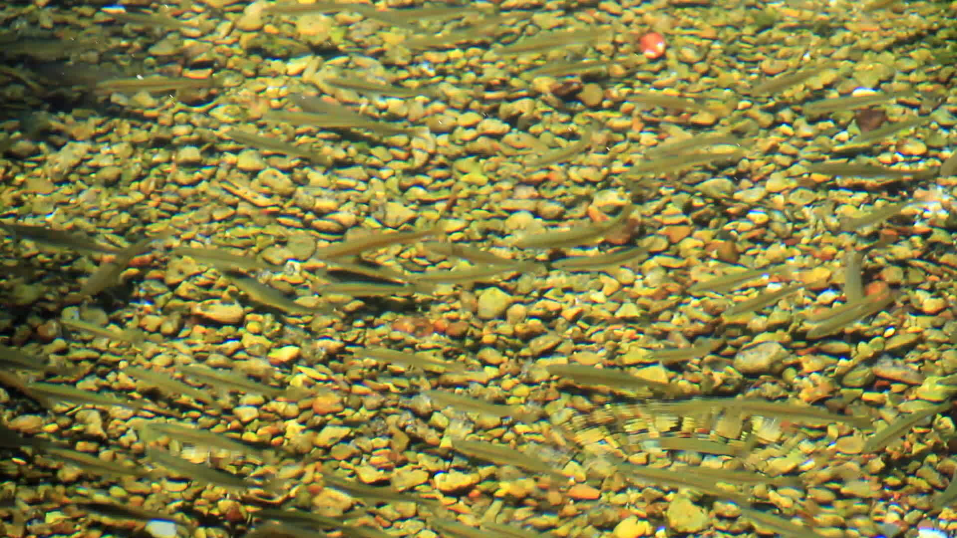 河里的小鱼视频的预览图