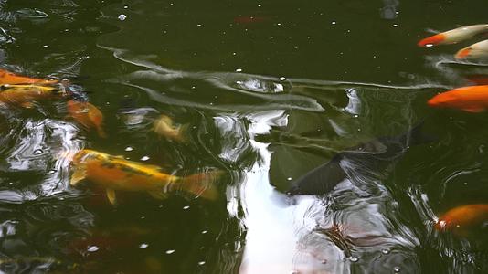 水中金雕的天然底底视频的预览图