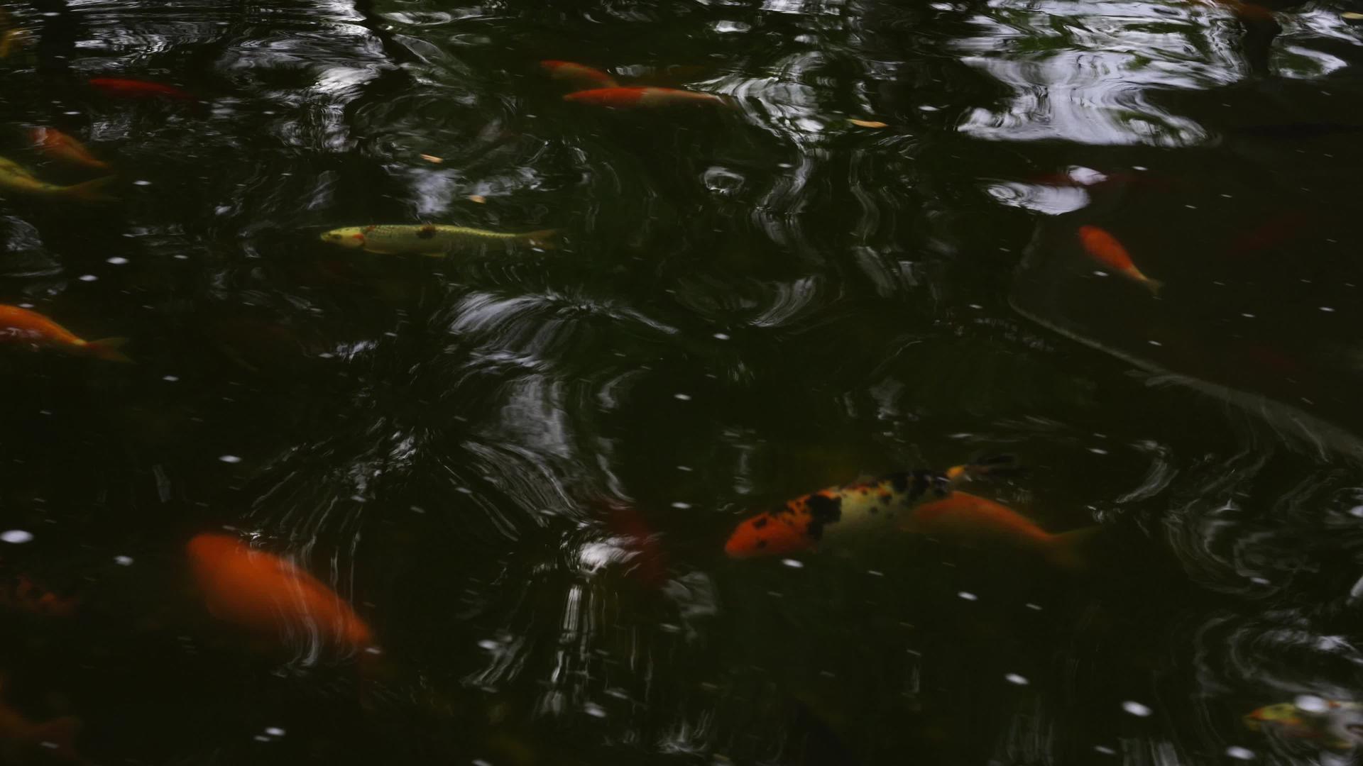 水中有金雕的自然背景视频的预览图