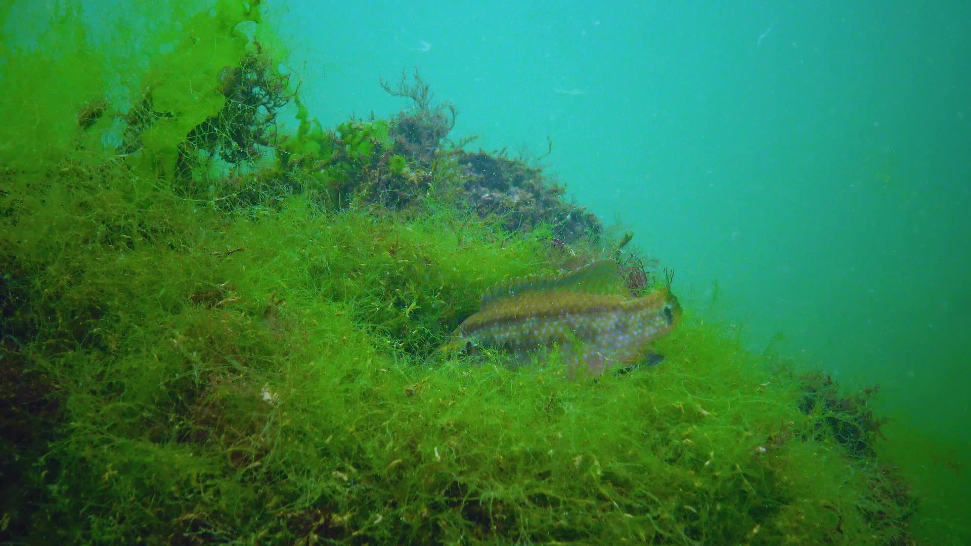 繁殖Ocellated濑鱼Symphodusocellatus视频的预览图