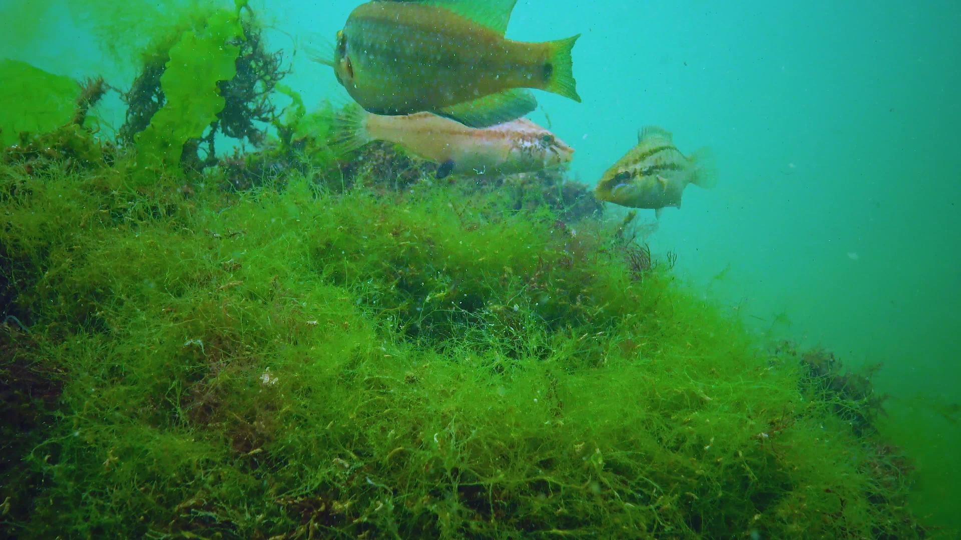 繁殖Ocellated濑鱼Symphodusocellatus视频的预览图