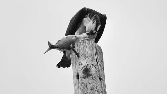 在水电站吃鱼的乌鸦也叫海鹰或河鹰视频的预览图