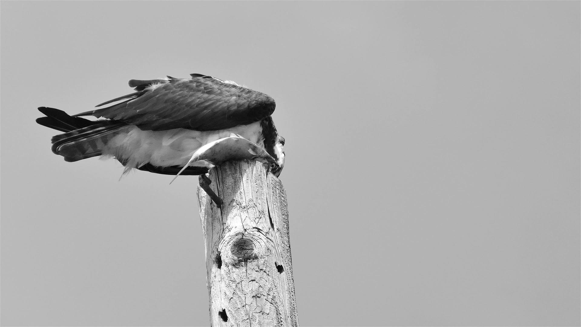 乌鸦也被称为海鹰或河鹰在水电站吃黑白鱼视频的预览图