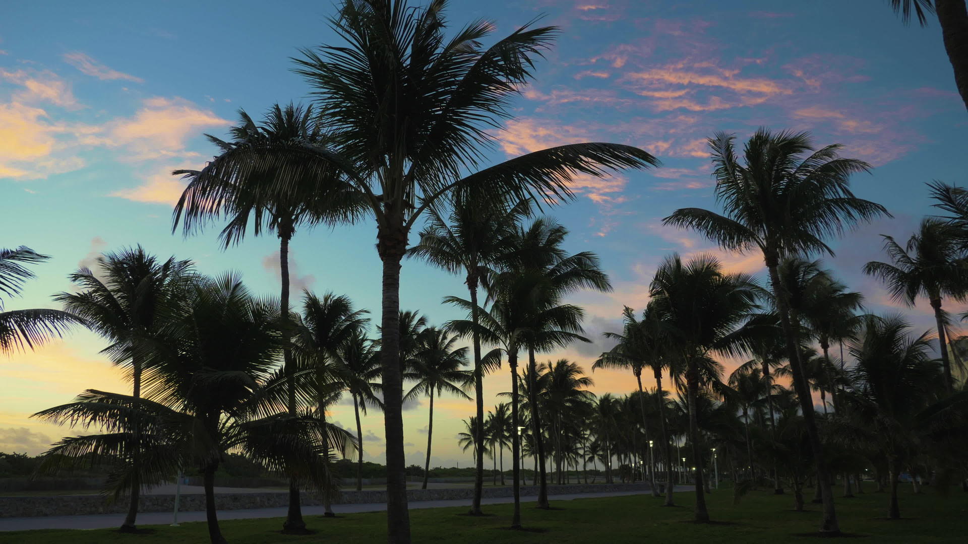 日出时在Lummus公园棕榈树阴影带视频的预览图