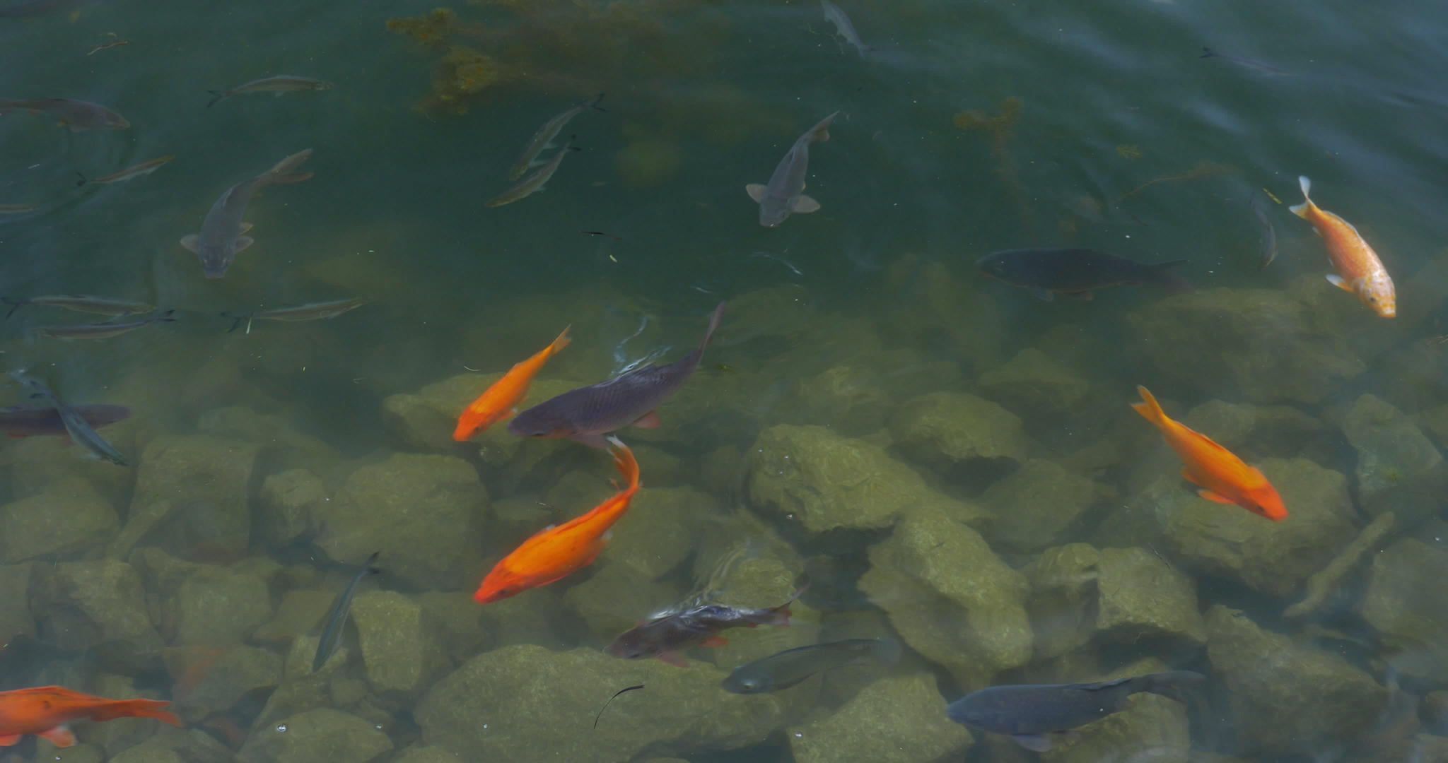 清水中的金鱼和鲤鱼视频的预览图
