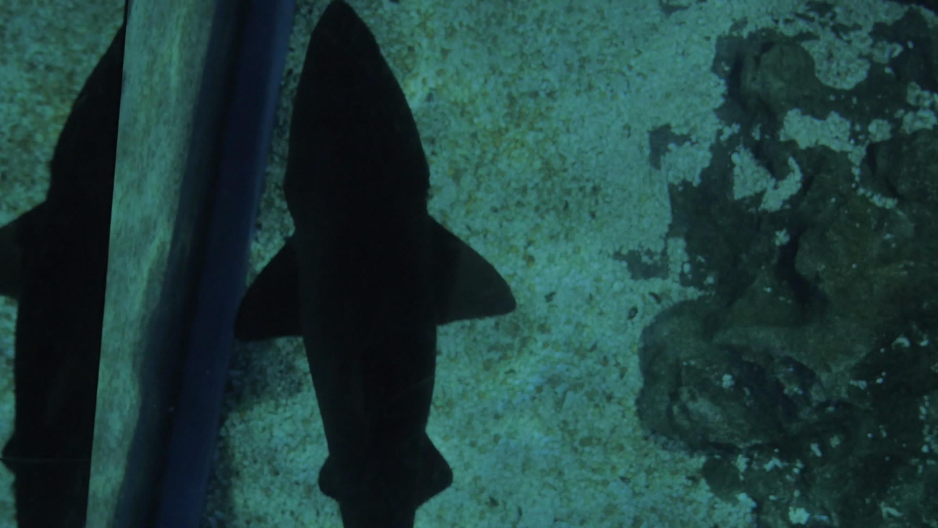 小鲨鱼在水族馆的玻璃地板下游泳视频的预览图