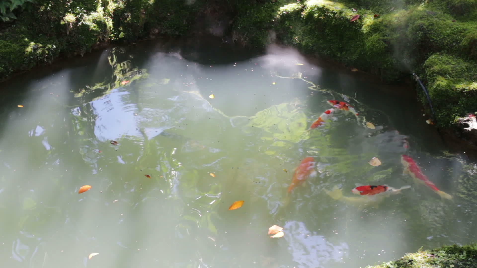 阳光花园里的鱼和虾池视频的预览图