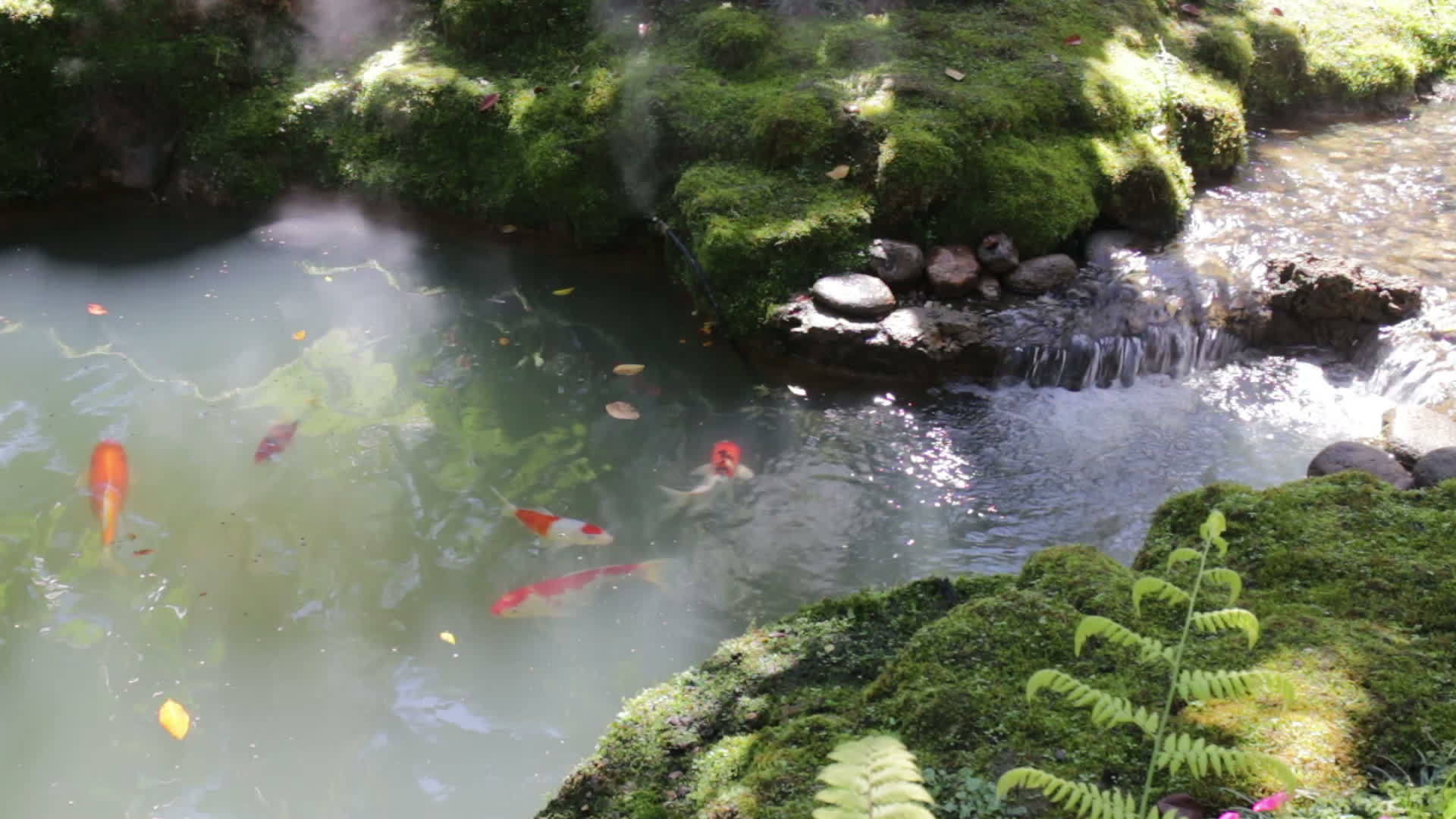 绿色花园中最小的家禽鱼池视频的预览图
