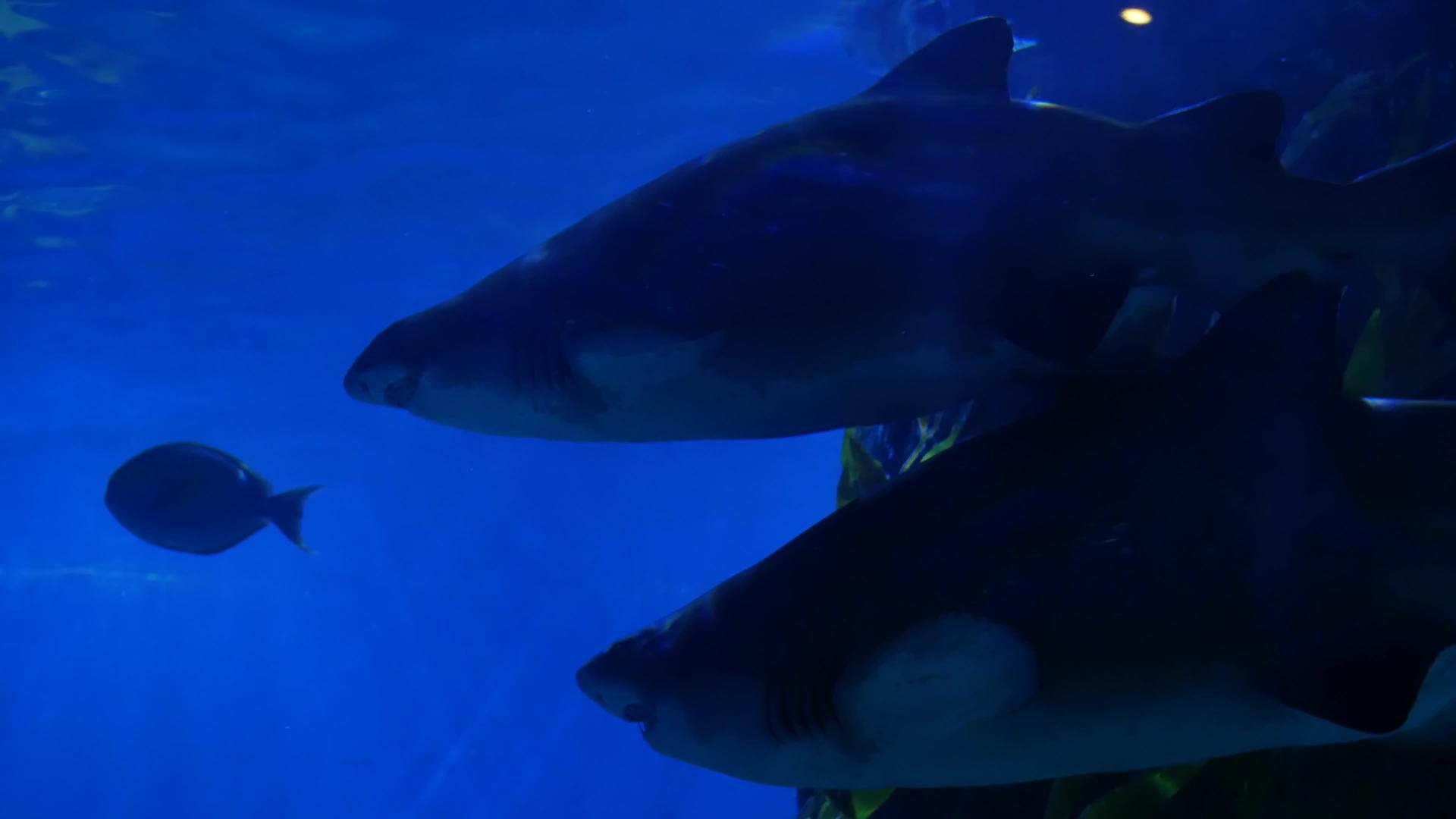 鲨鱼在水族馆的水中游泳蓝色海水中有两条巨大的鲨鱼视频的预览图