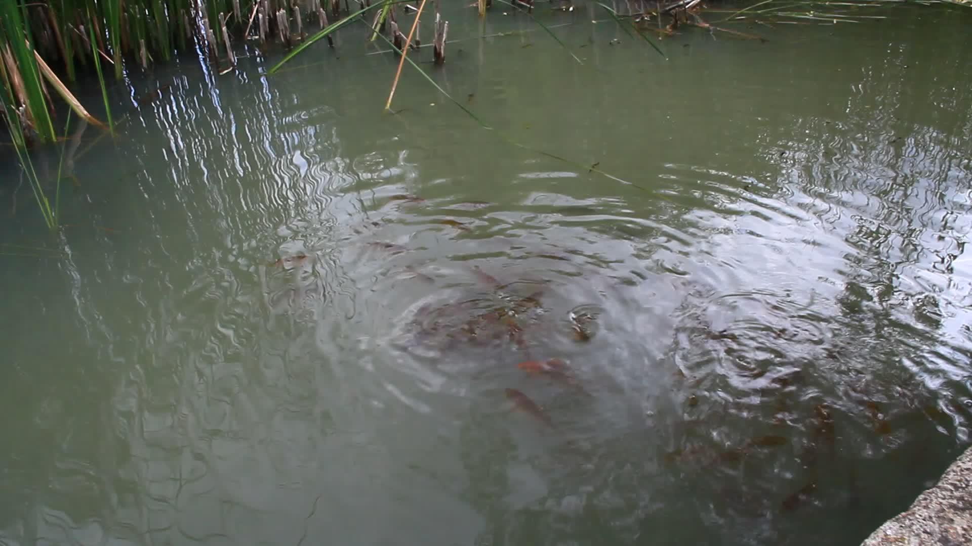 山羊在城市池塘的水中游泳视频的预览图