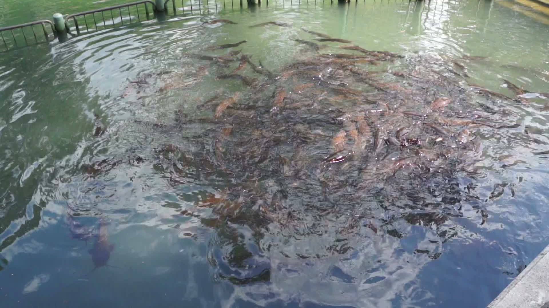 湖中的鱼视频的预览图