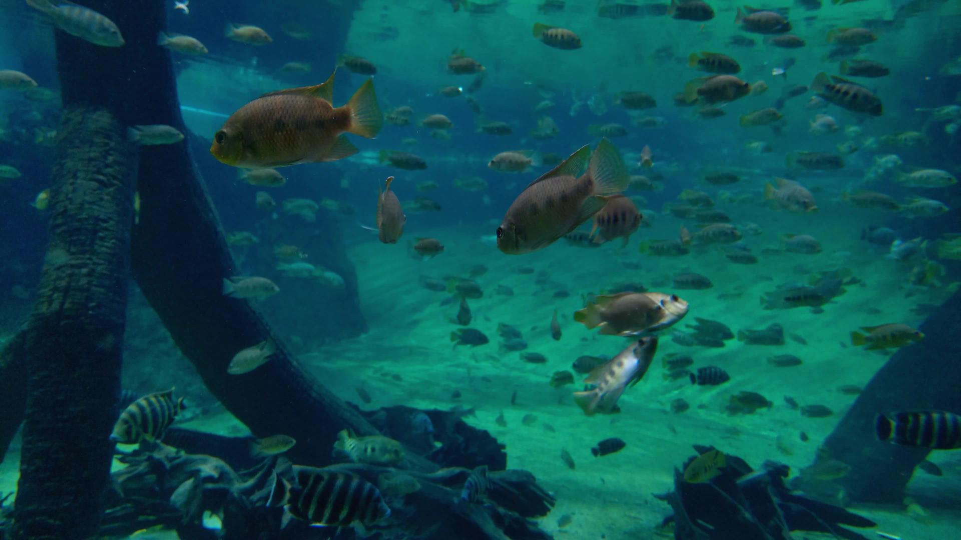 一所大学的鱼在水中游泳视频的预览图