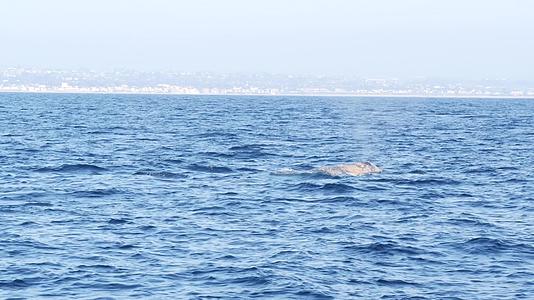 在加利福尼亚观鲸期间从海上欣赏灰鲸船视频的预览图