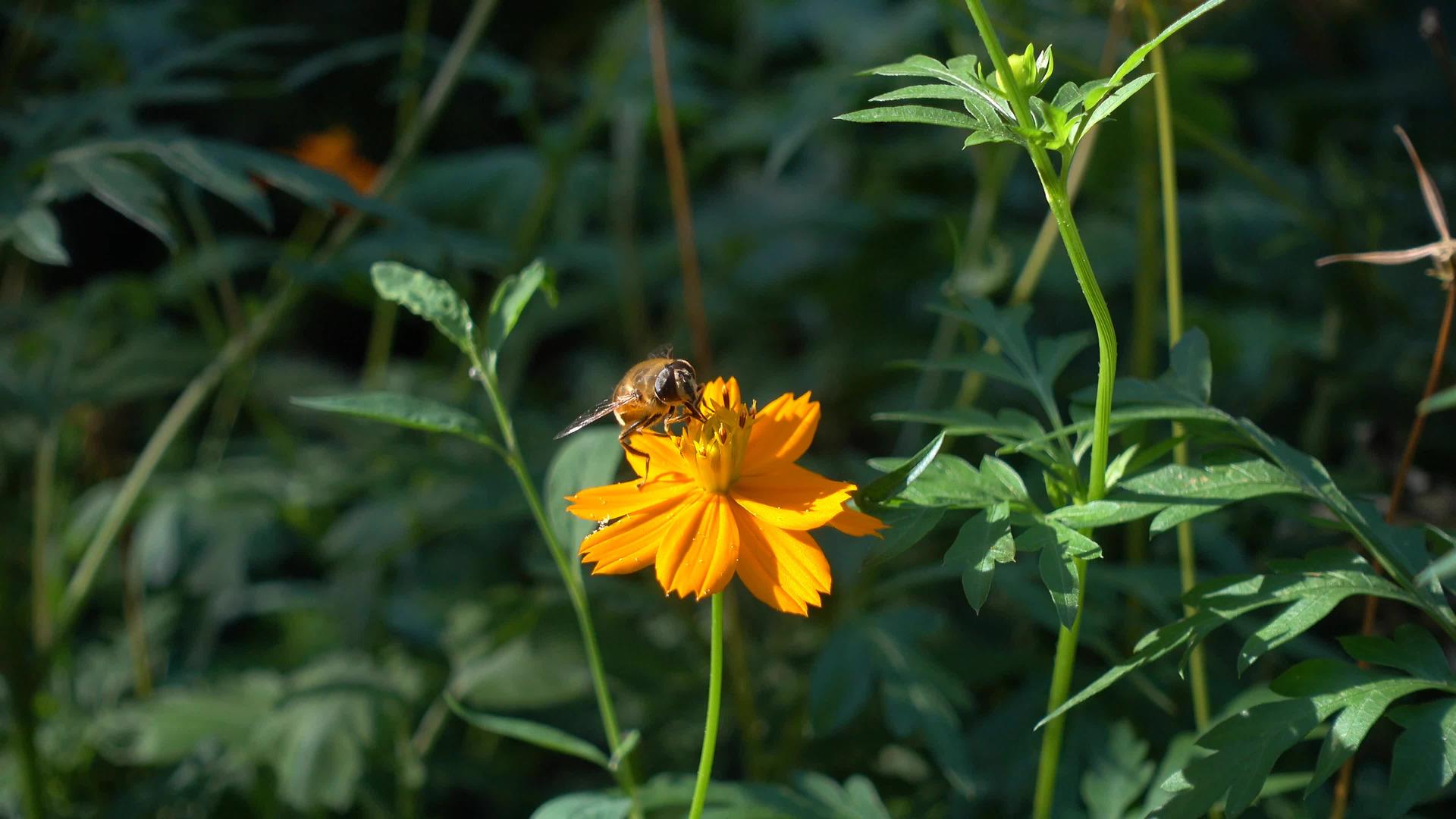 蜜蜂从花中喝蜜视频的预览图