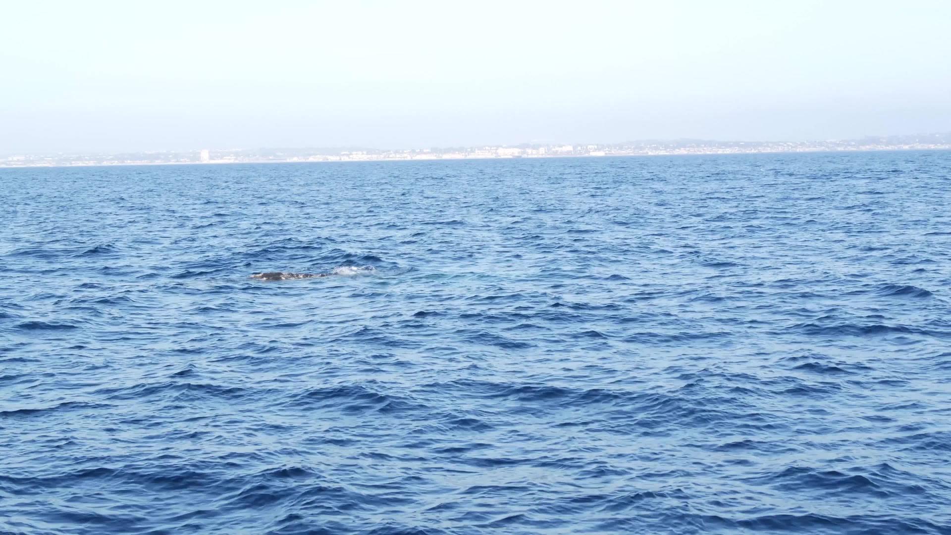 在加利福尼亚观鲸期间从海上欣赏灰鲸船视频的预览图