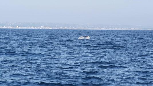 加州海洋灰鲸视频的预览图