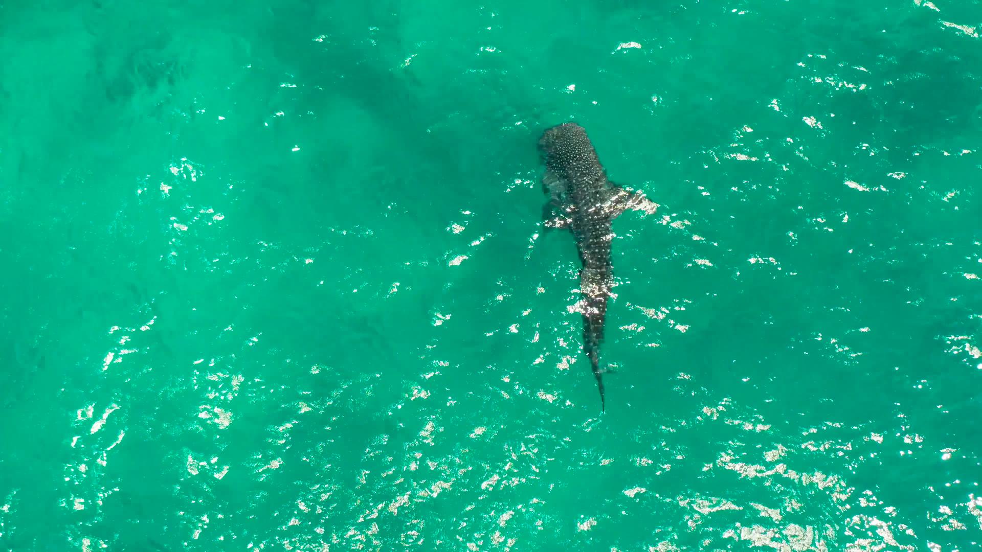 鲸鲨和海豹在清澈的蓝色海水中视频的预览图