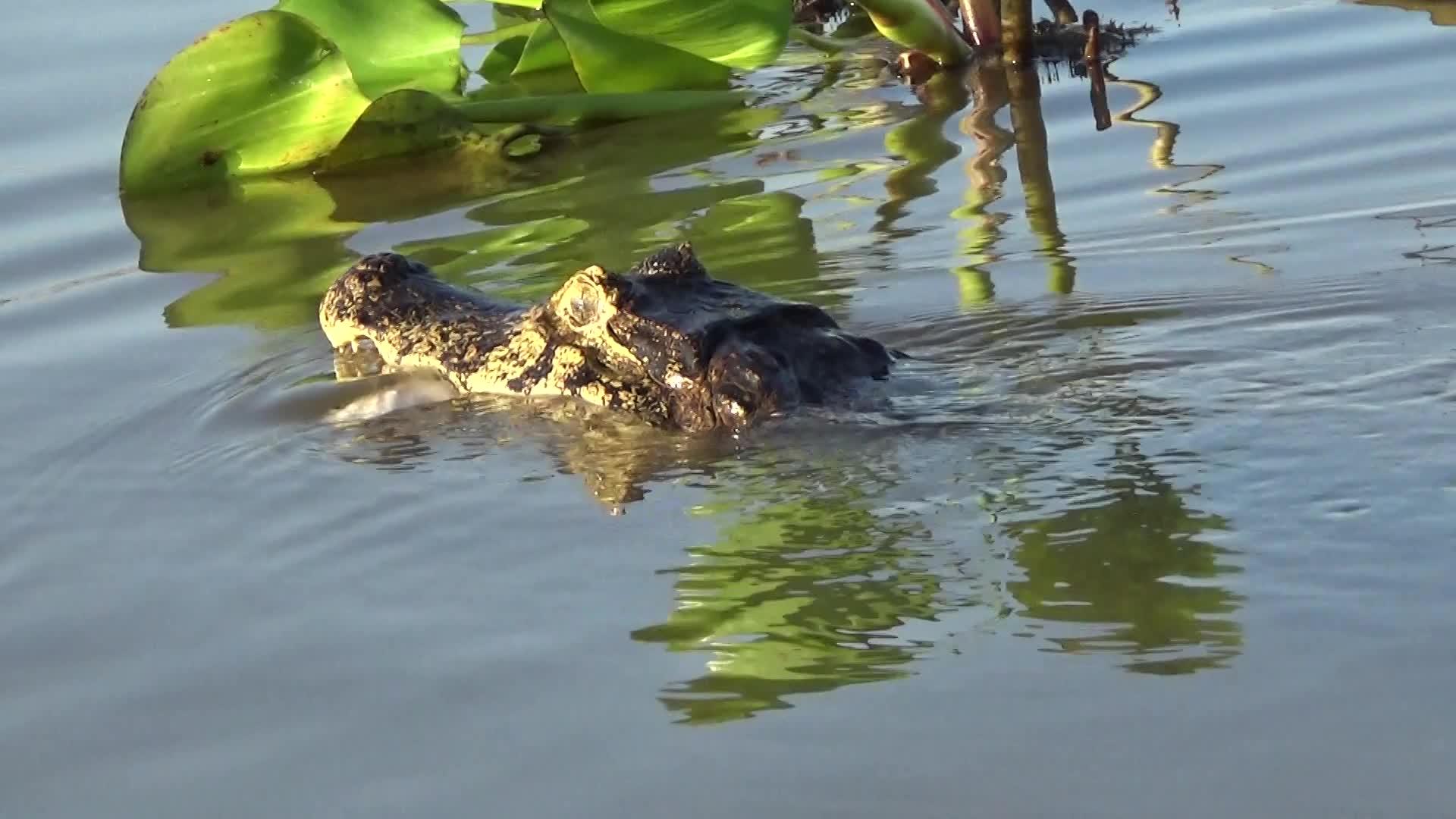 水中的鳄鱼视频的预览图