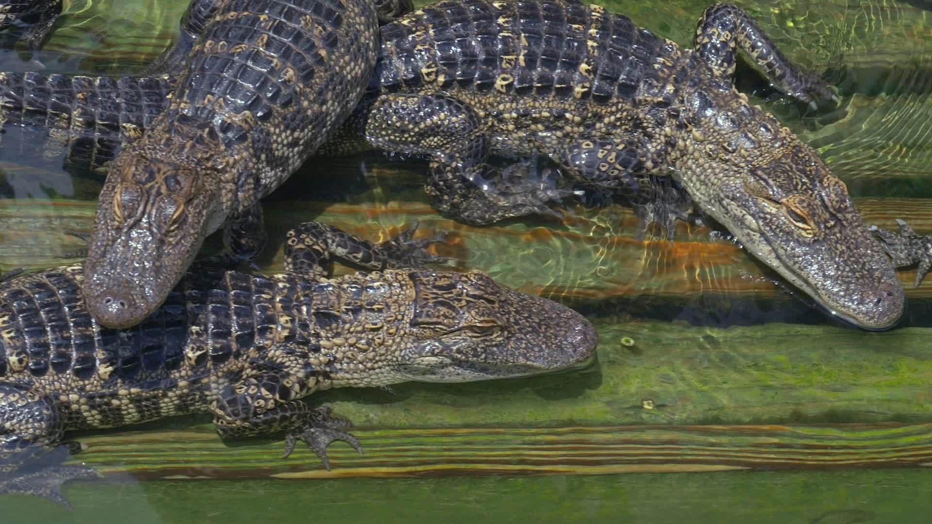 鳄鱼养殖场的许多海龟愤怒的背景视频的预览图