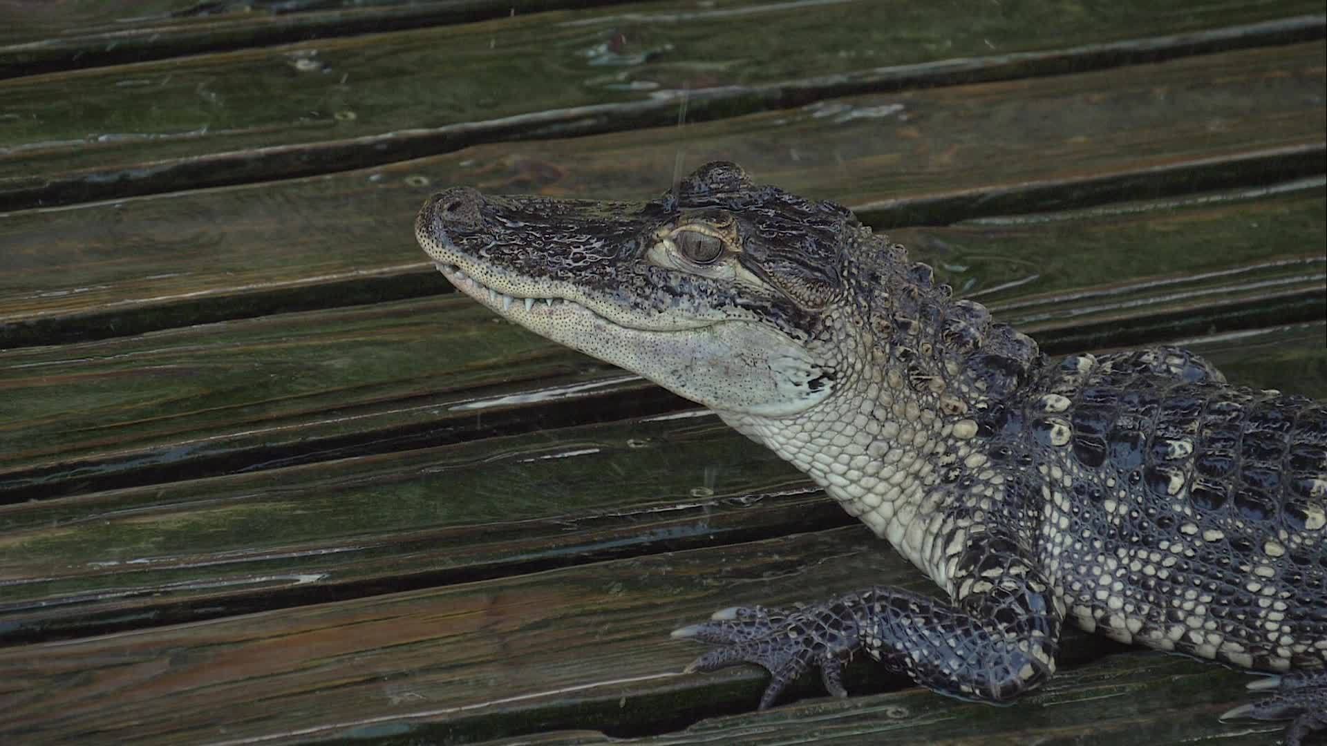 鳄鱼在木制湿平台上关门视频的预览图