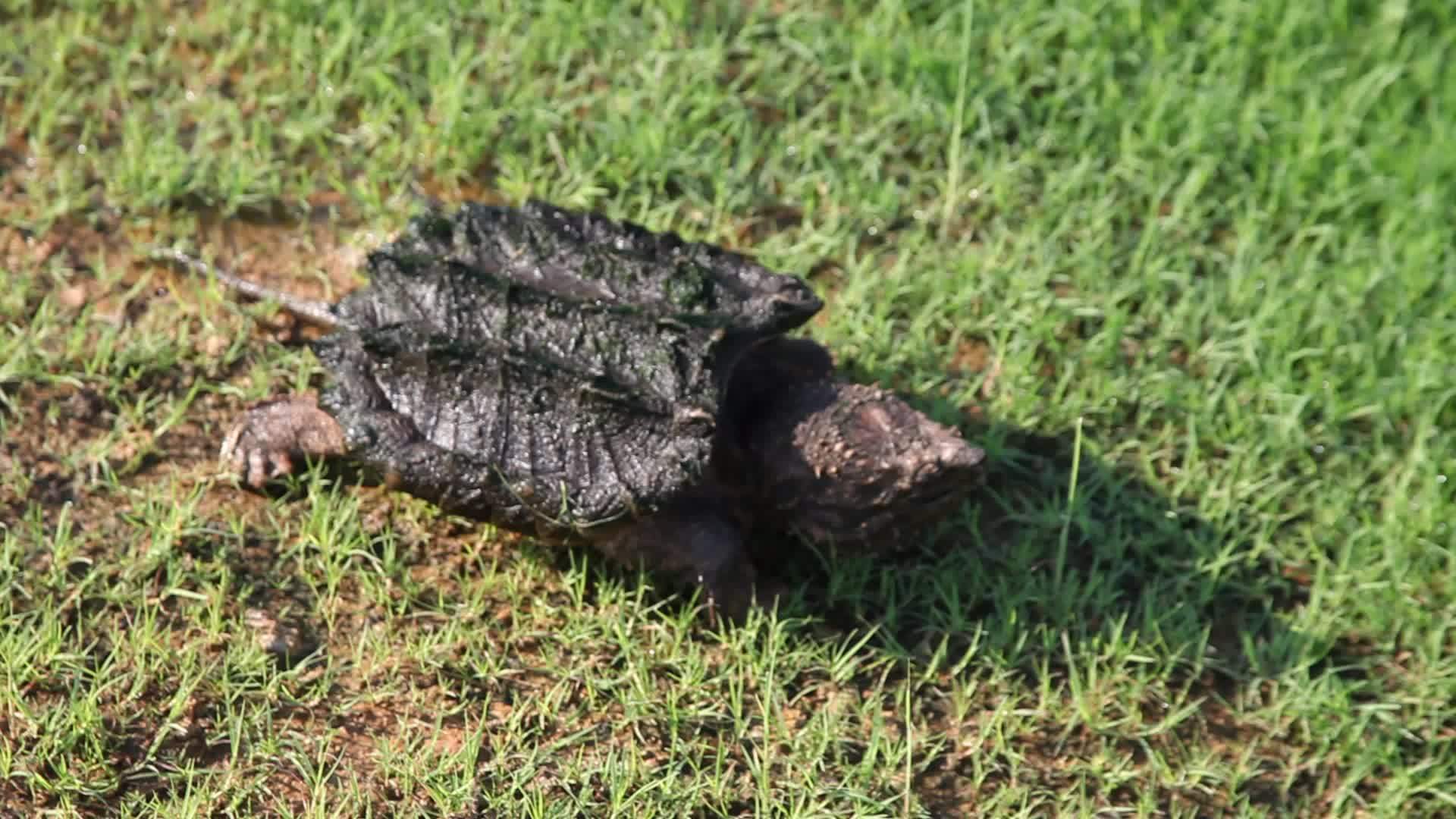 鳄鱼在草地上捕捉海龟视频的预览图