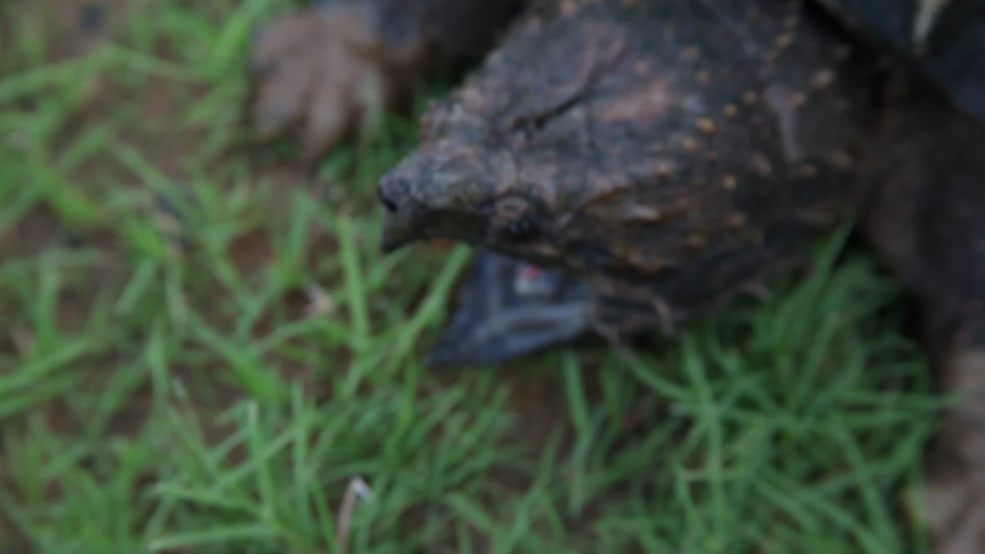 鳄鱼海龟长毛目动物temmminckii视频的预览图