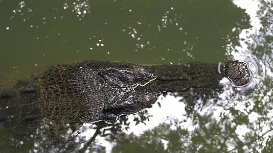 河口鳄鱼躲在水里视频的预览图