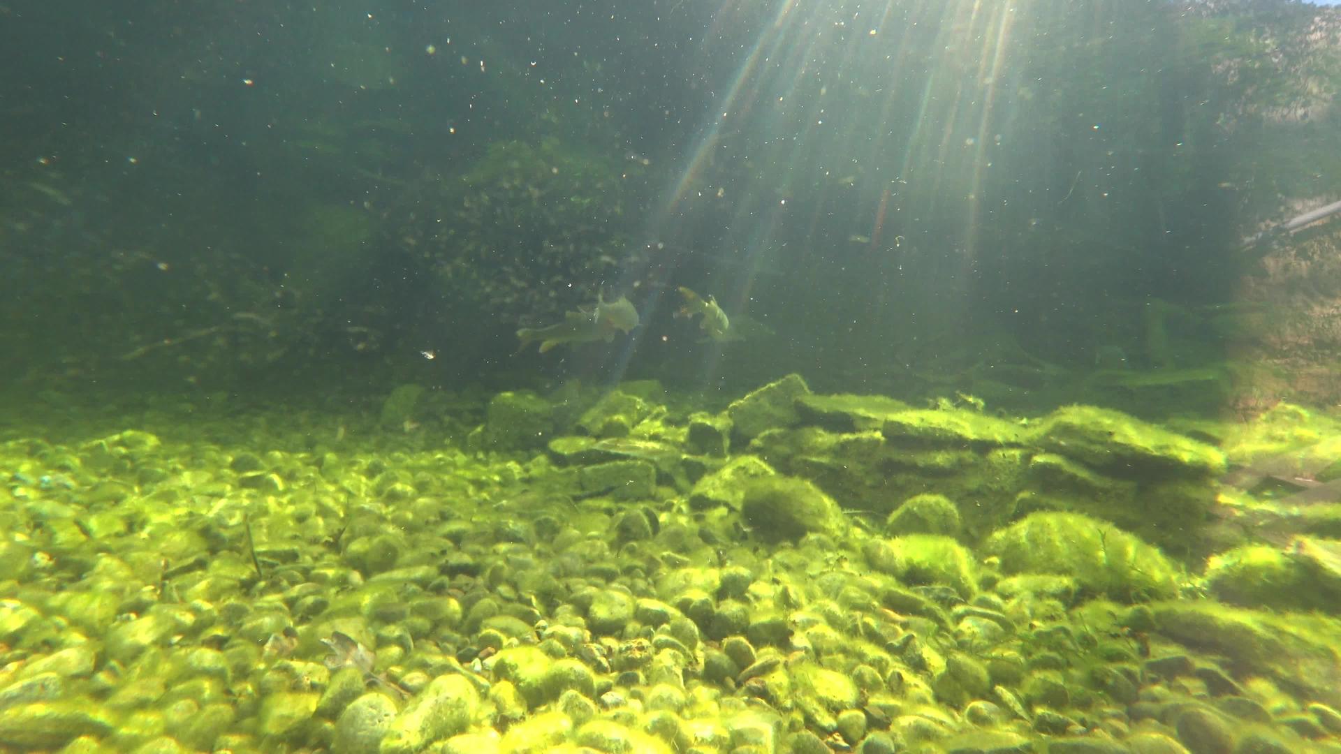 水下摄影作为鱼在河流或湖中游泳视频的预览图