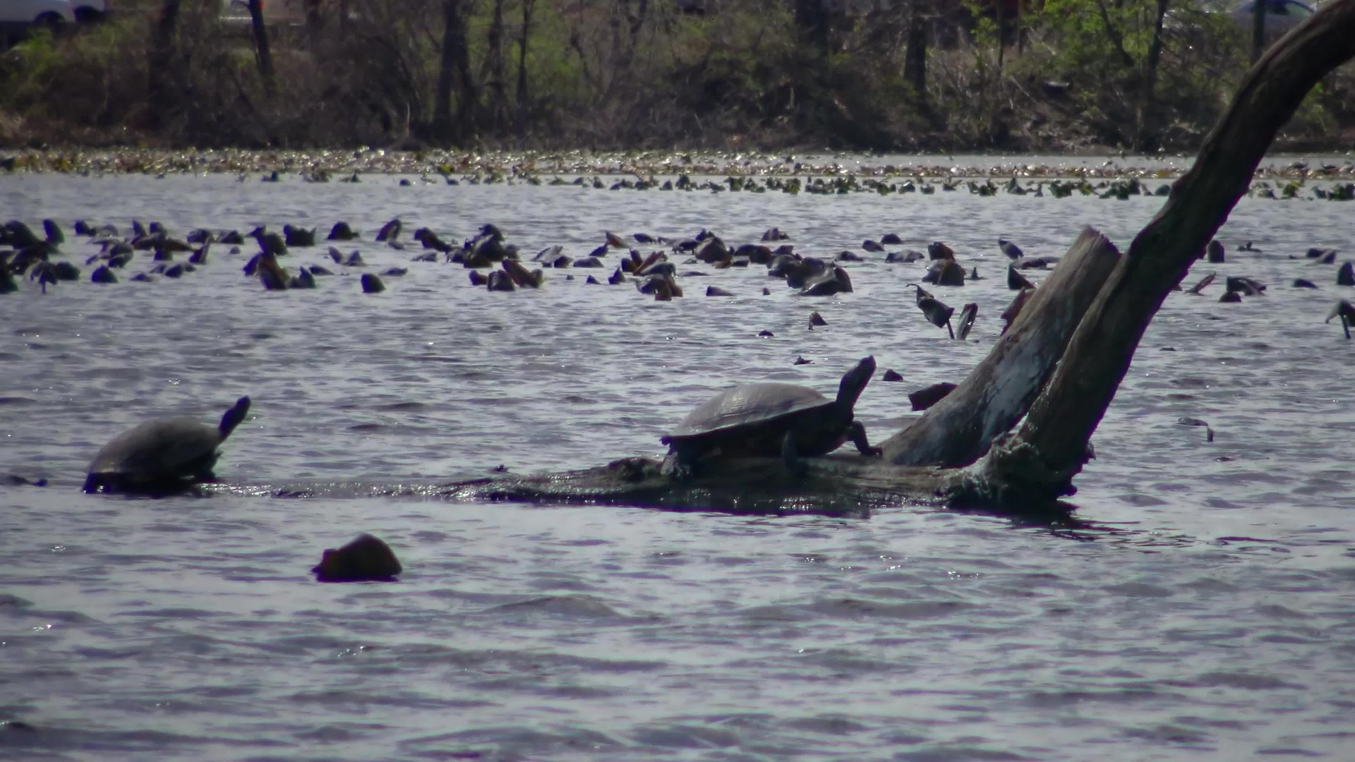 海龟在食人鱼湖的一棵死树上有百合叶子视频的预览图