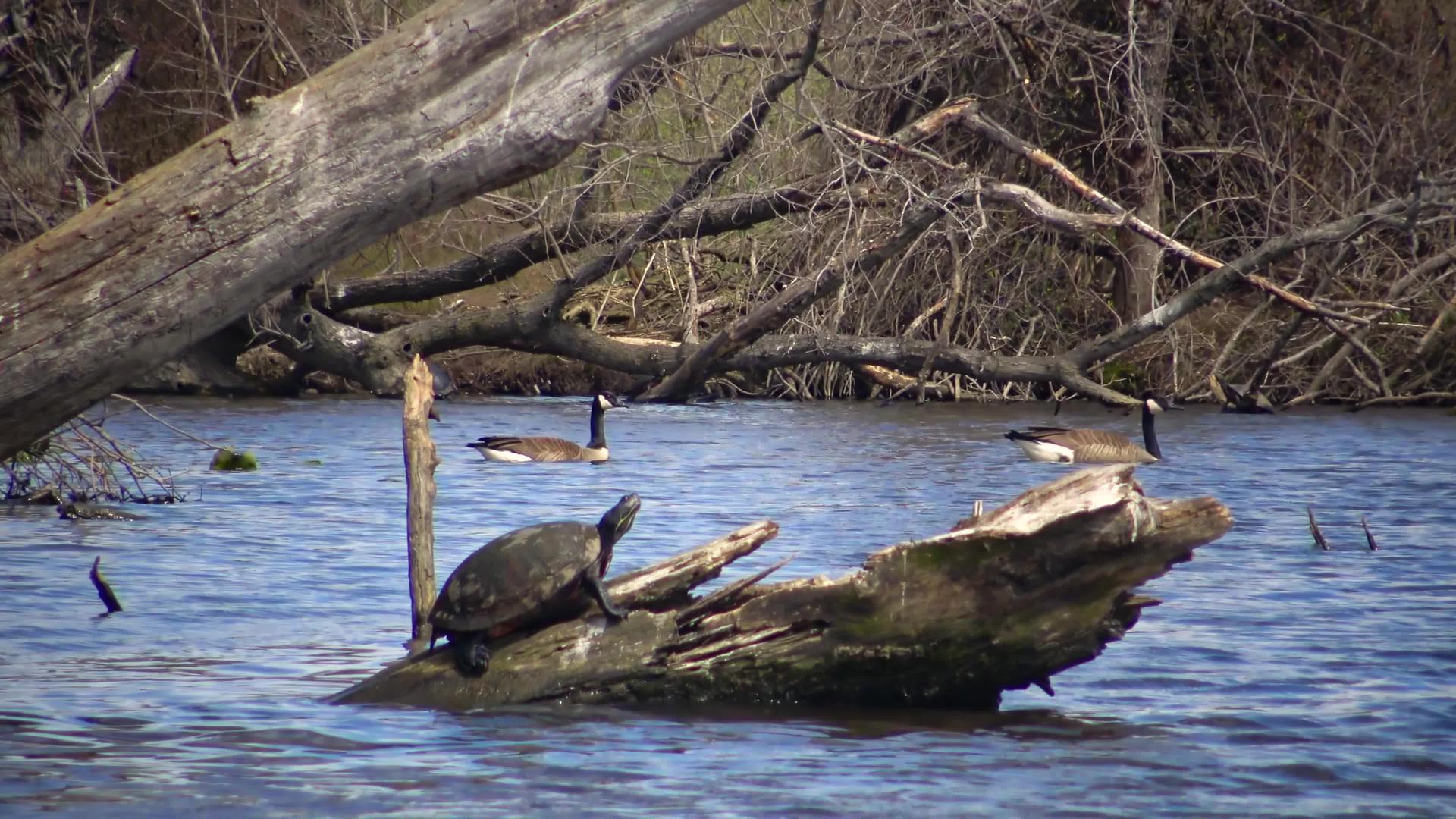 海龟在食人鱼湖的一棵死树上有百合叶子视频的预览图