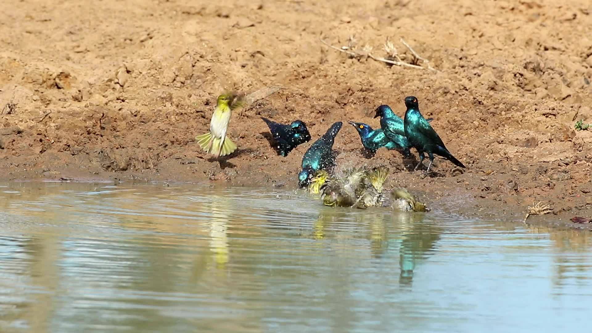 开普光泽椋鸟饮用水视频的预览图