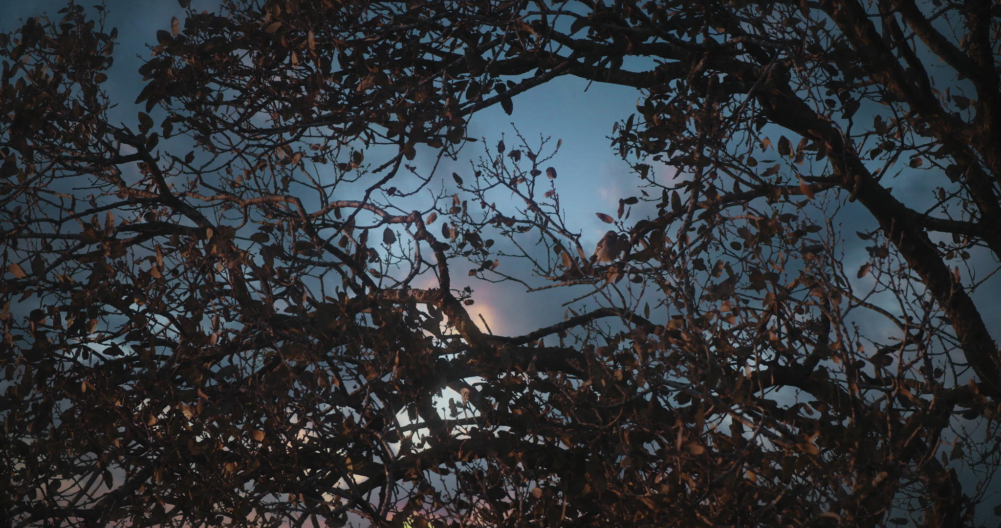 小鸟坐在树枝上美丽的日落云在背景中欢笑视频的预览图