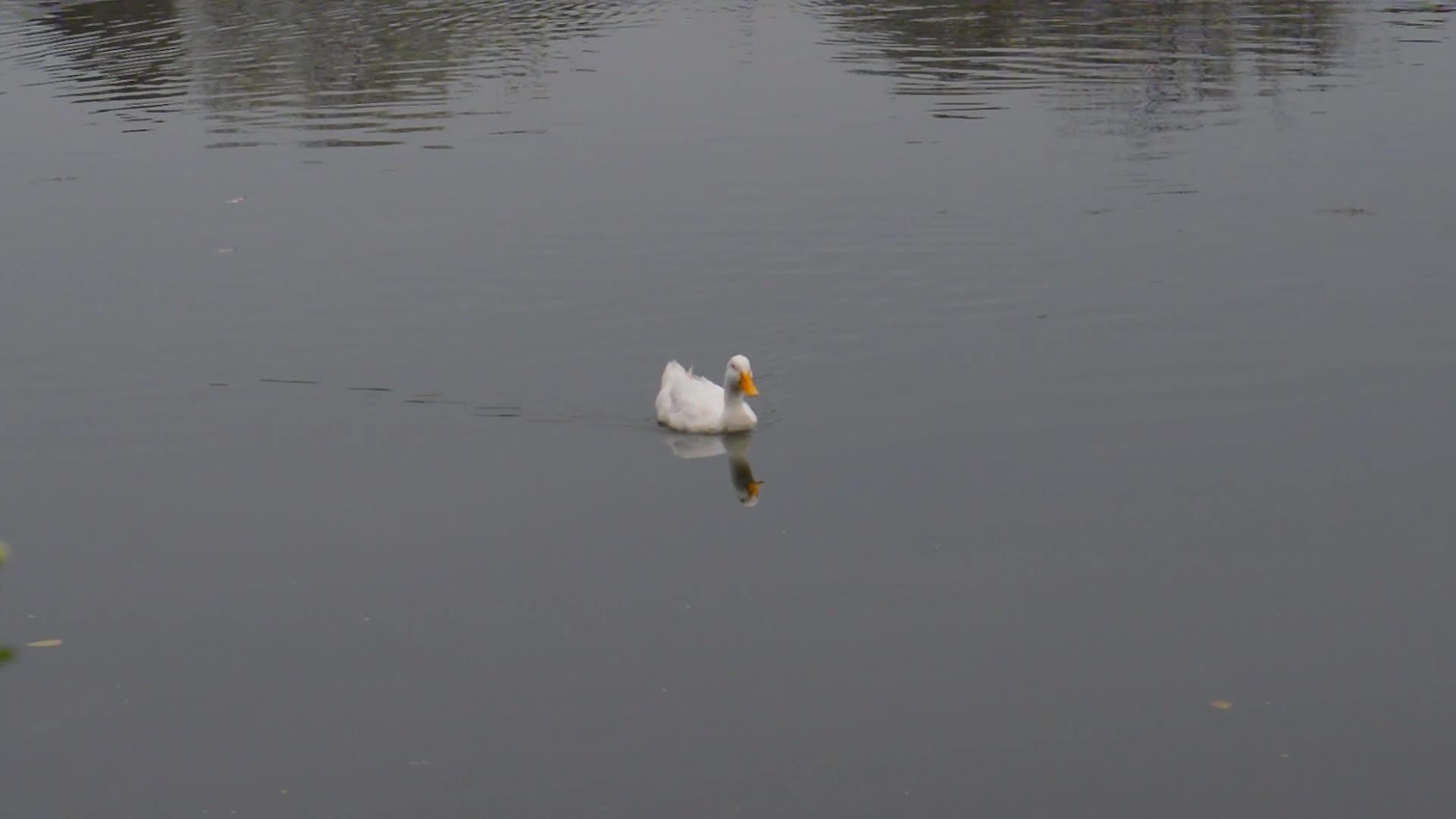 一只鸭鸟、水鸟、鹅、鸭或水鸟在水中游泳和漂浮视频的预览图