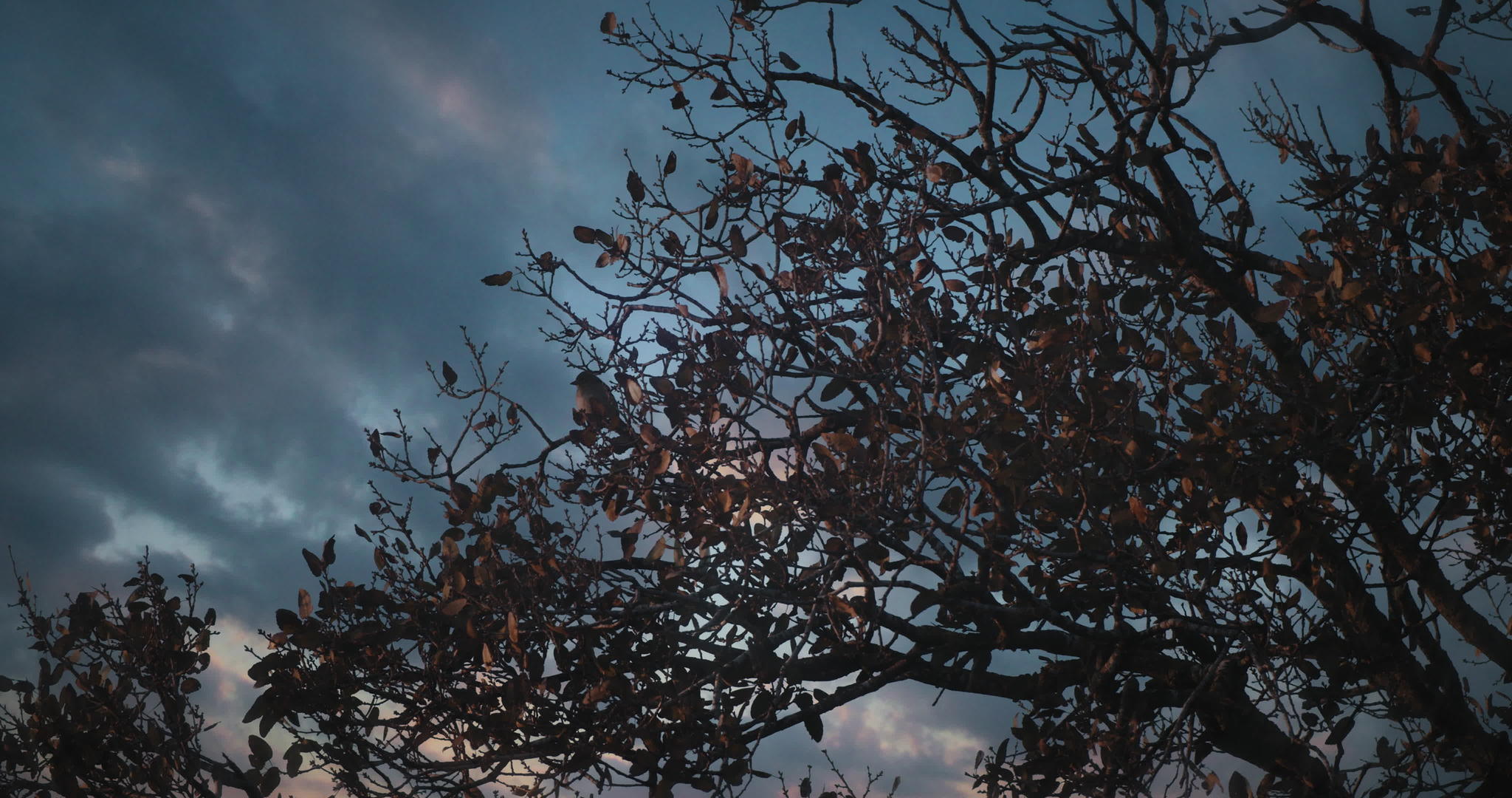 小鸟从树枝上飞离秋叶美丽的日落云在背景中与秋叶在一起视频的预览图