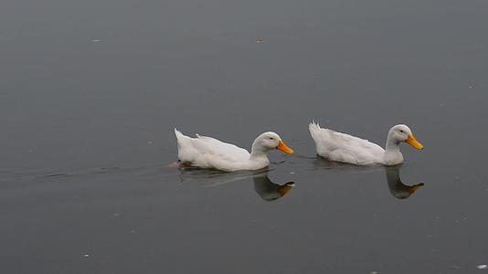 鸭、水、海、鸟、鹅、鸭科或水禽涉水科在湖面上连续漂浮视频的预览图