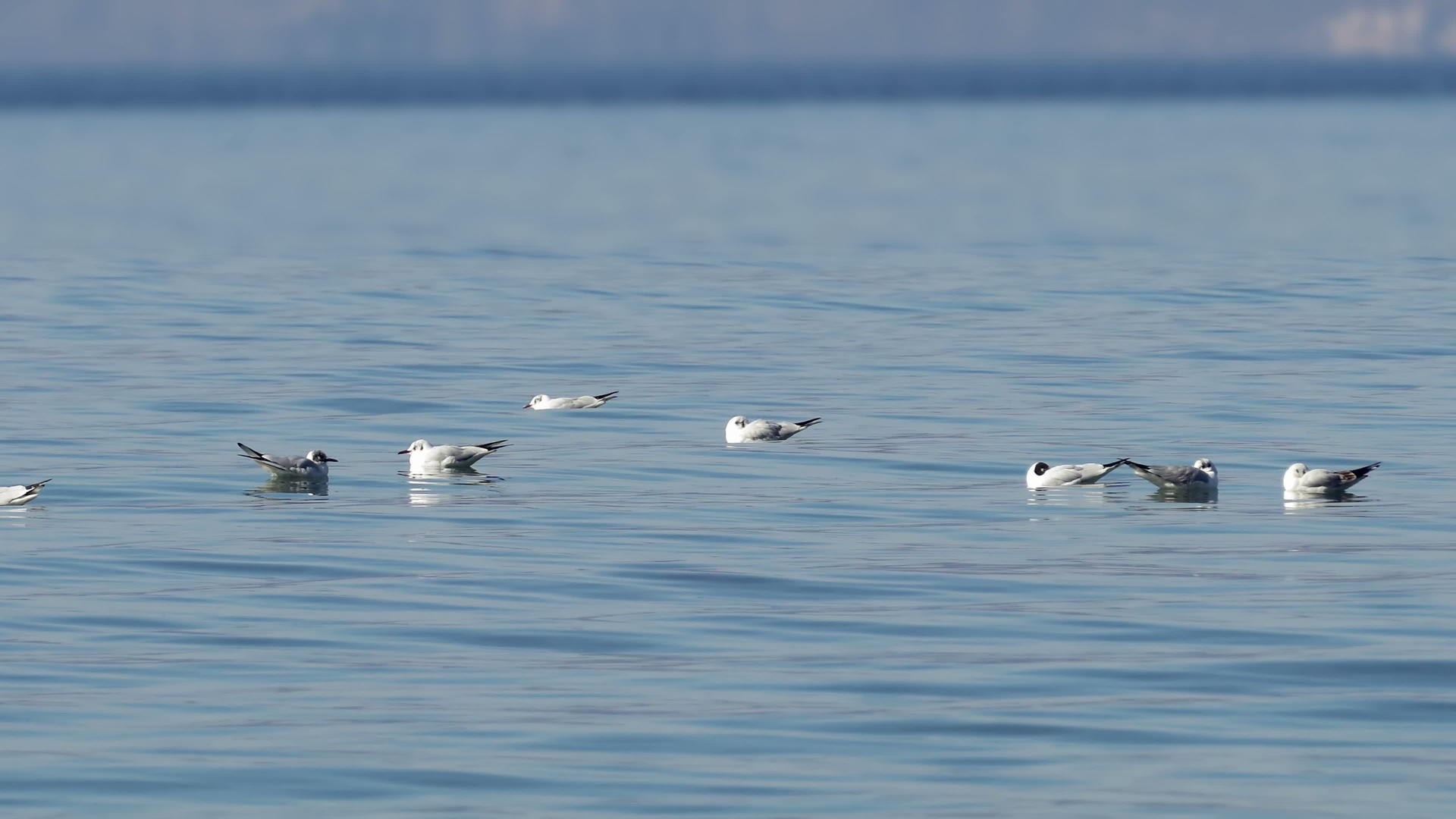 海鸥漂浮在平静的湖面上视频的预览图