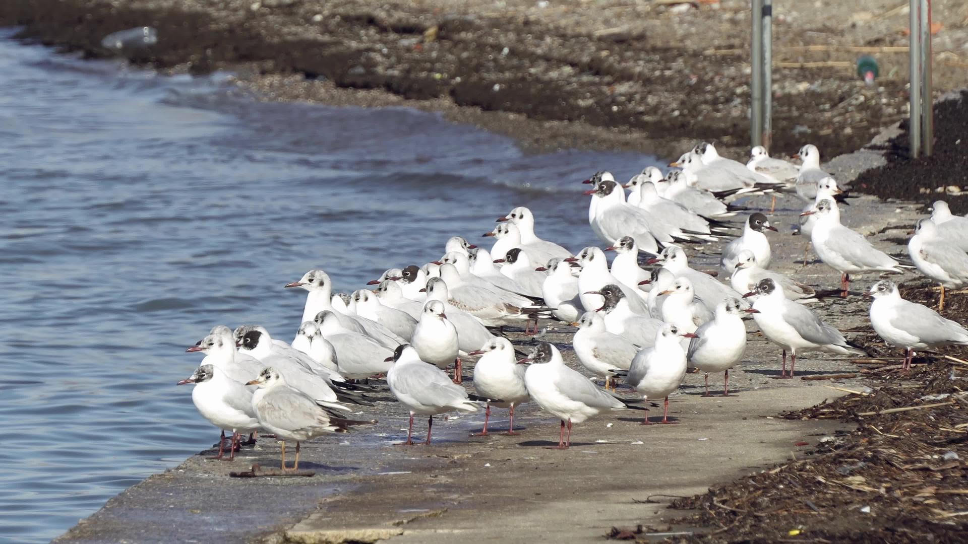 海鸥站在奥赫里德湖的港口视频的预览图