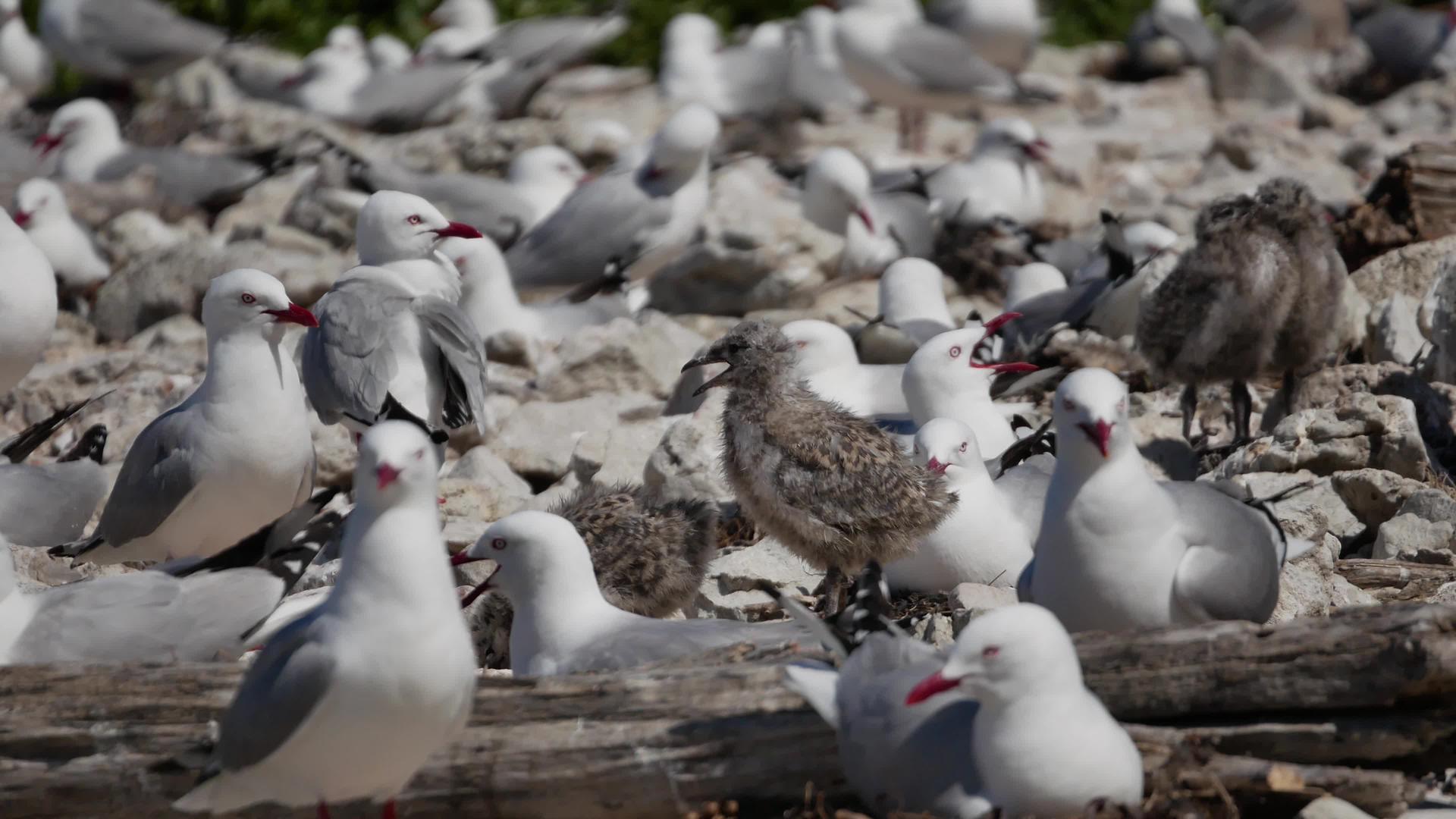 海鸥及其在南岛Kaikoura海滩上学的孩子视频的预览图