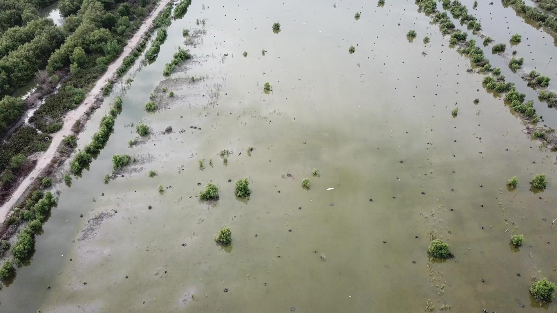 生活在湿地的鸟类视频的预览图