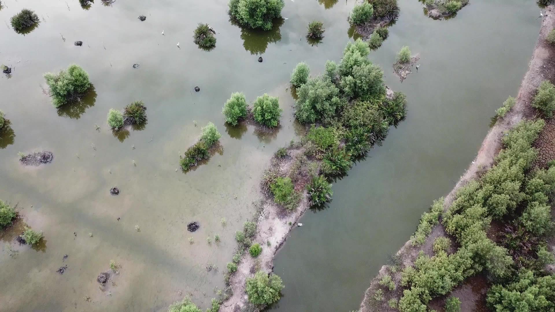鸟儿在湿地飞翔视频的预览图