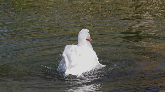 游泳鸭在池塘里视频的预览图