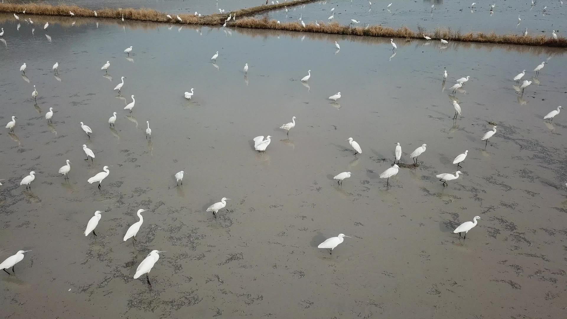 在BukitMertajam白食鸟在土壤中捕鱼视频的预览图
