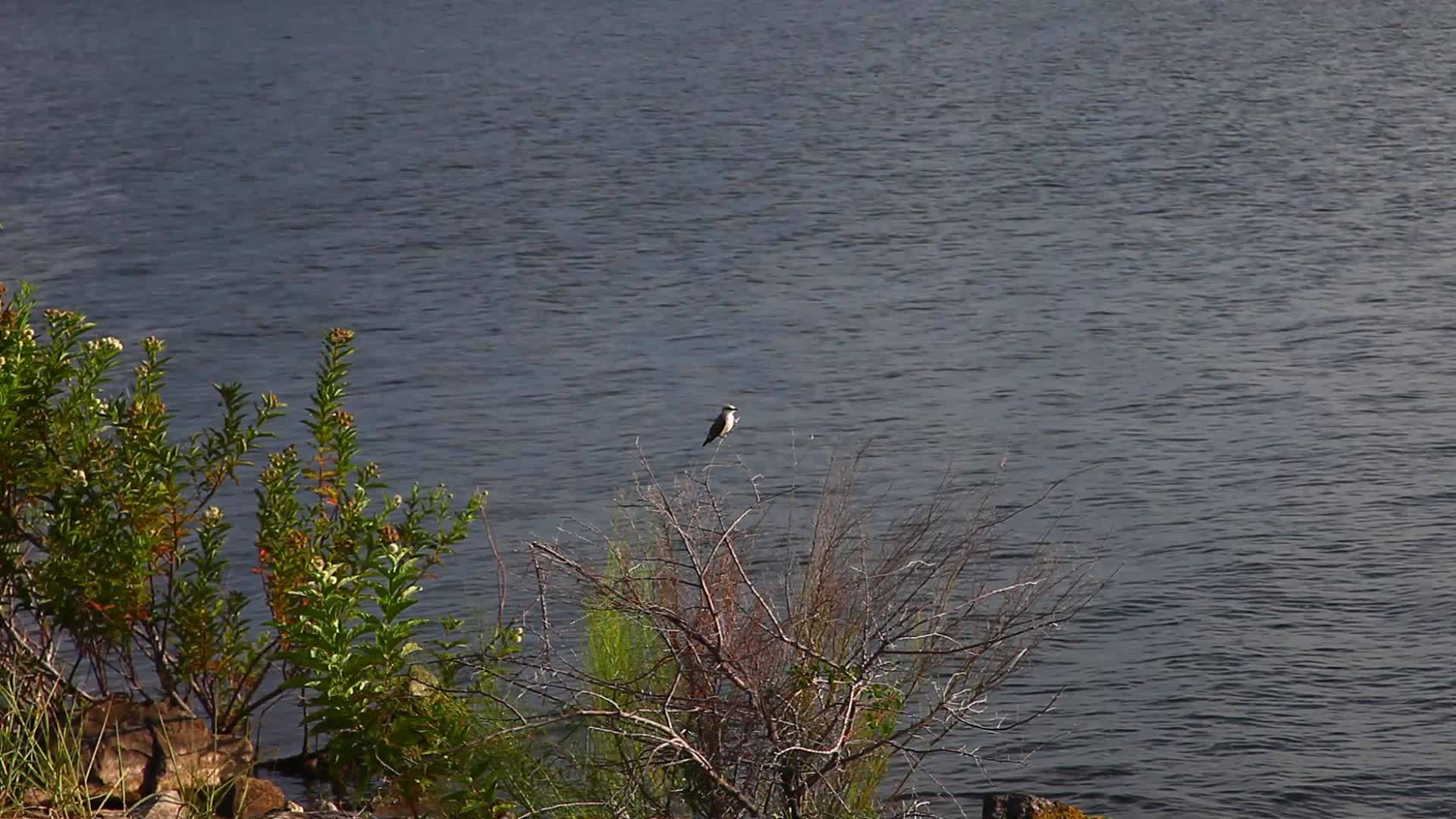 水边植物中的鸟类视频的预览图