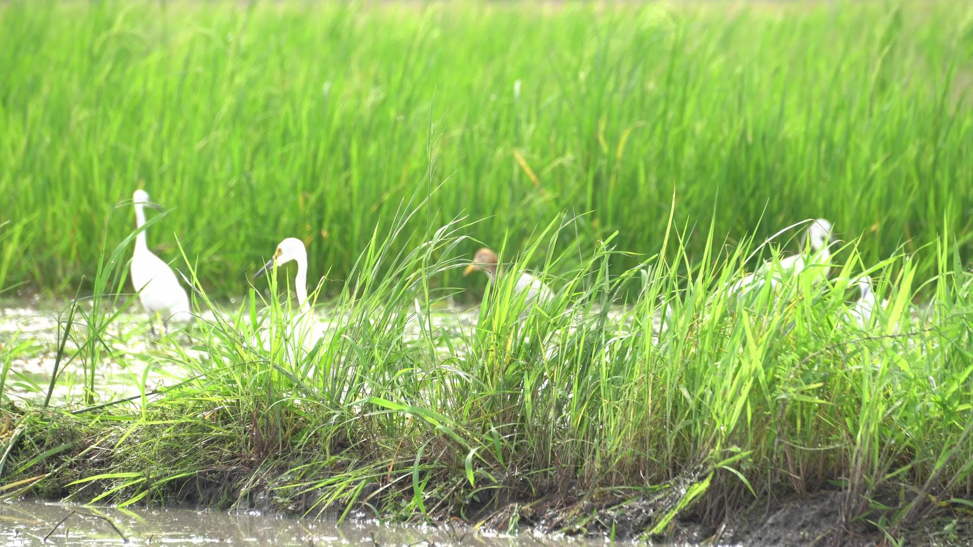 鸟类在稻田里寻找绿树中的食物视频的预览图