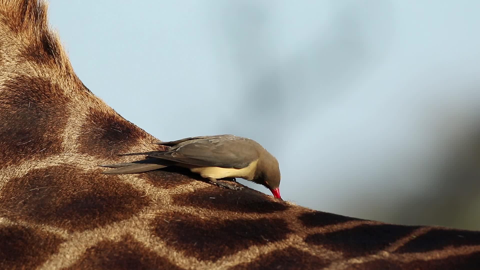 长颈鹿身上的啄木鸟视频的预览图