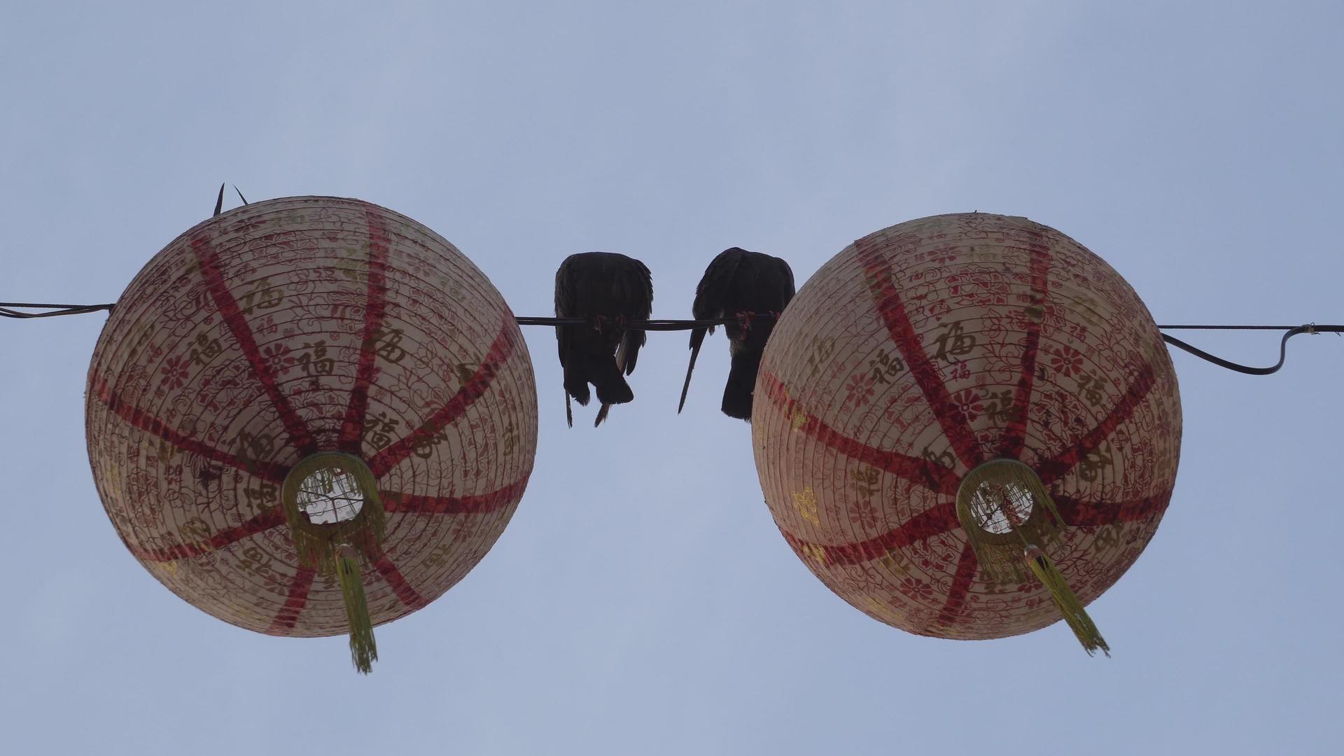 两只鸽子站在电线上挂着红灯笼视频的预览图