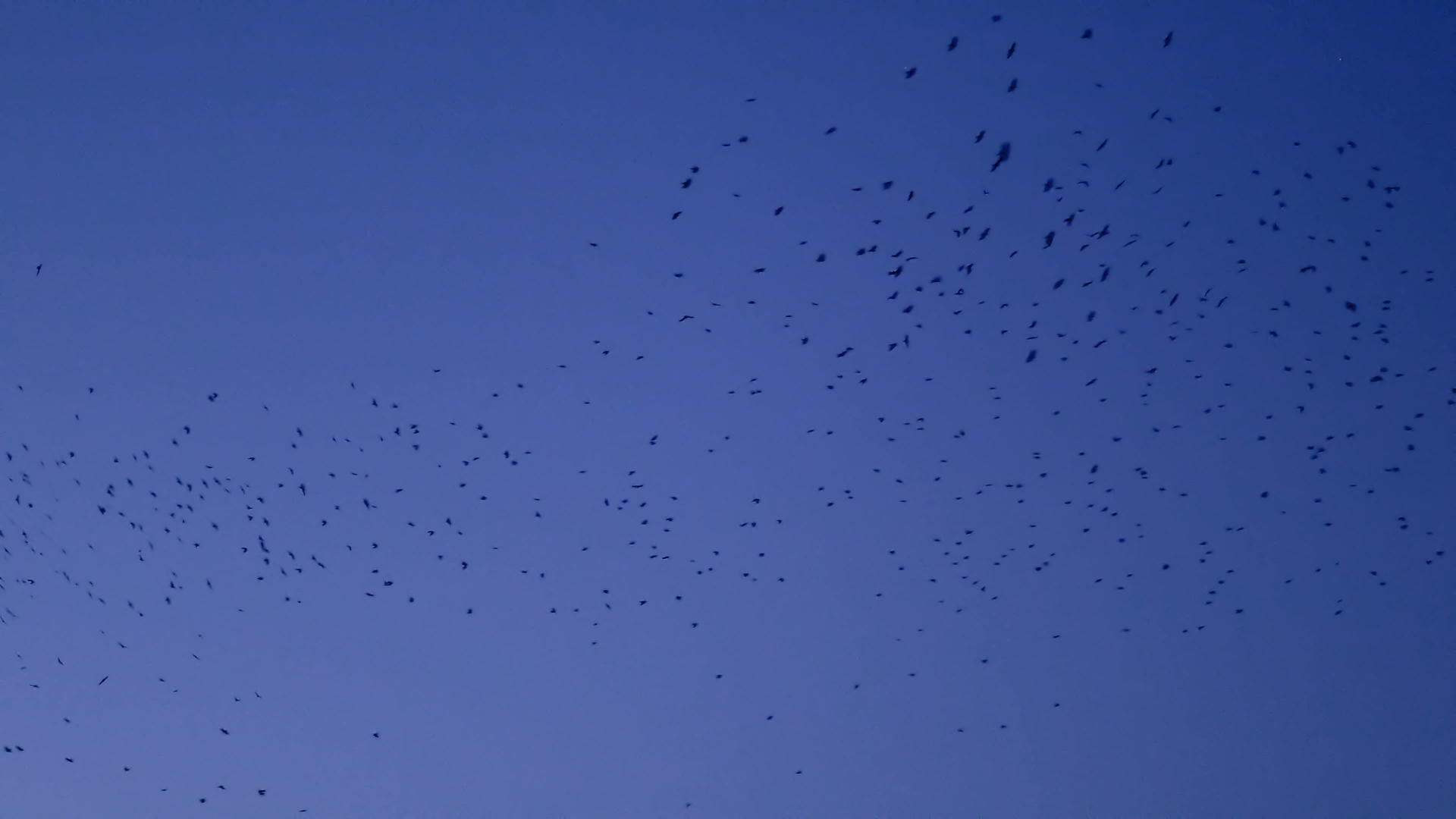 鸟儿在蓝天上飞翔视频的预览图