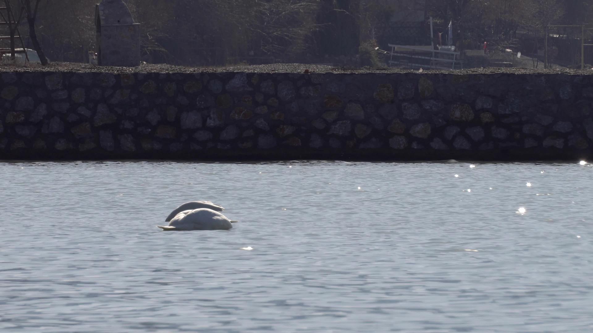 两只天鹅在水下喂头部视频的预览图