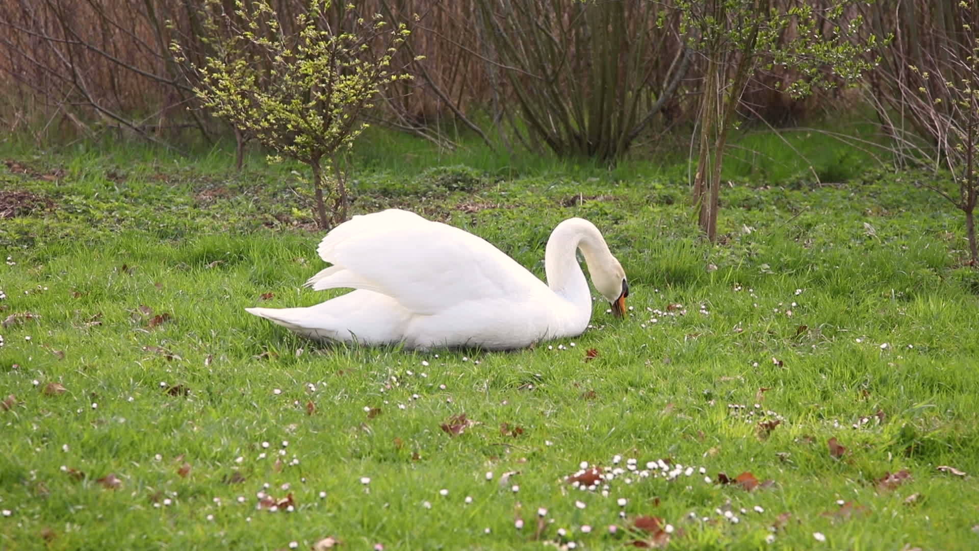 美丽的大天鹅躺下来吃草视频的预览图