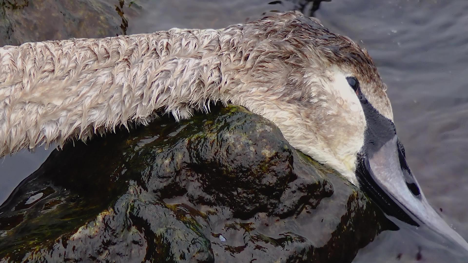 小天鹅死于海滩上的鸟黑海视频的预览图